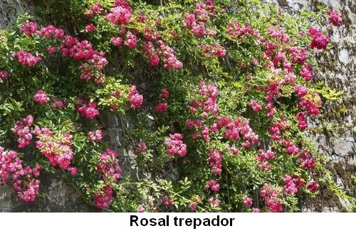 Rosal trepador.jpg